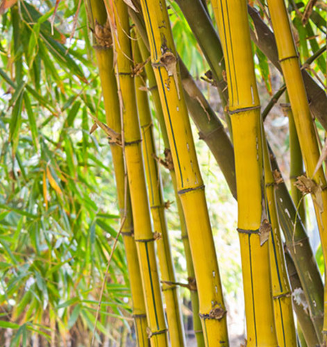 9cm pots yellow bamboo - 2x,