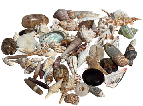 Assorted seashells variety - 60+,