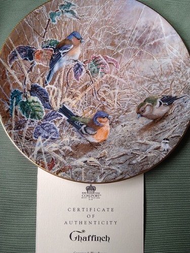 Chaffinch coalport bird - chaffinch,
