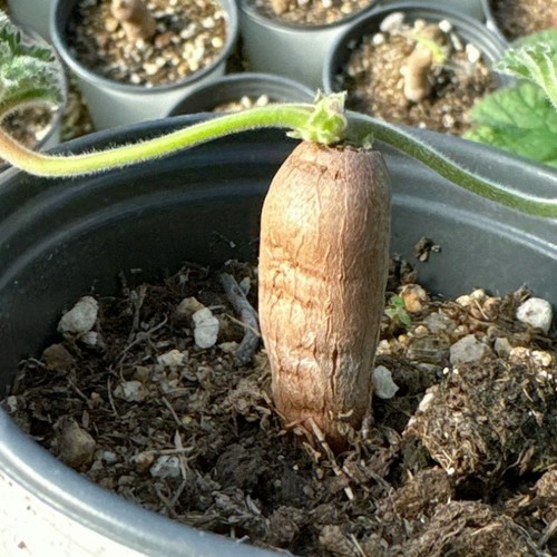 1cm succulent cactus - succulent, plant