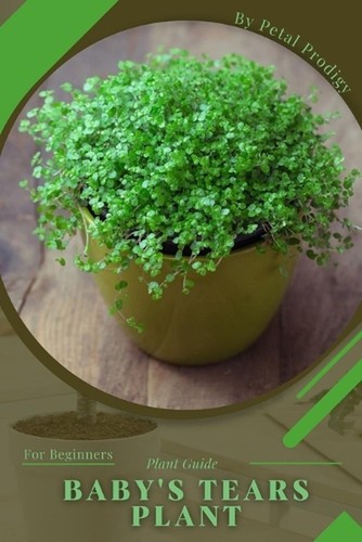 Baby tears plant prodigy - baby's, plant: