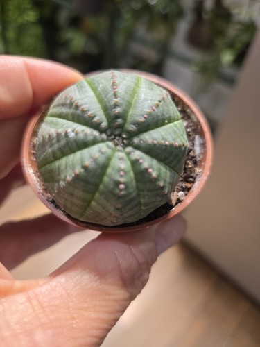 Baseball plant euphorbia - baseball, 'euphorbia