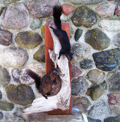 Black squirrels frolicking - squirrels,