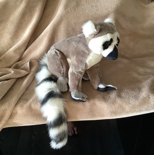 Madagascar ring tailed - ring-tailed, lemur