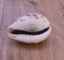 Zoila decipiens cowrie shell -