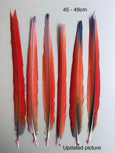 Parrot macaw feather crafts - parrot,