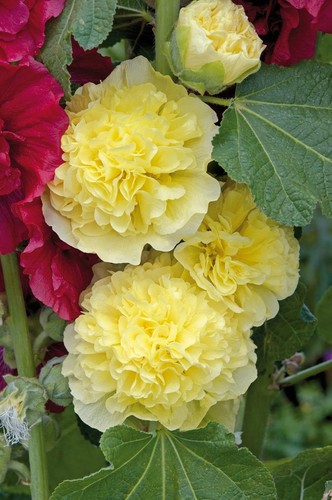 Hollyhock chater double - hollyhock,
