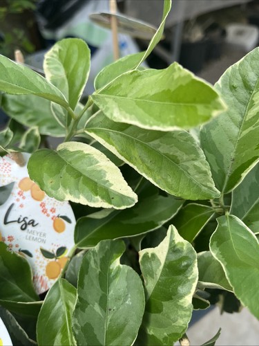 Citrus lemon variegated 9cm - citrus,
