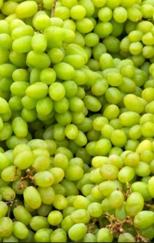 100 green grapes tree seeds - seeds,