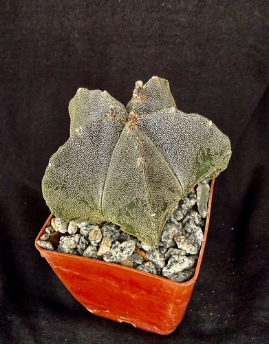 Astrophytum myriostigma
