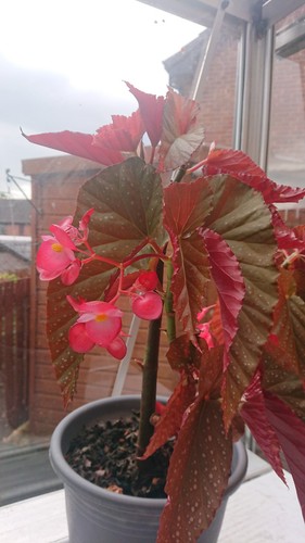 Indoor house plant collection - house,