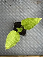 Hosta  Siberian Tiger Medium