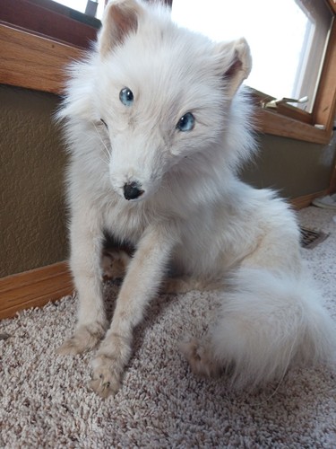 Taxidermy soft mount ranch