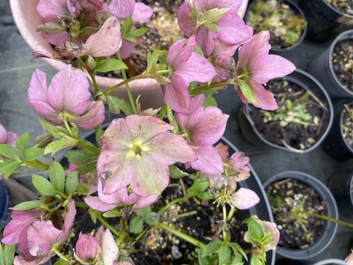 Helleborous plants litre pot - helleborous,