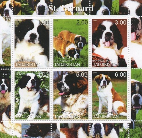 Bernard dog canine animal - canine,