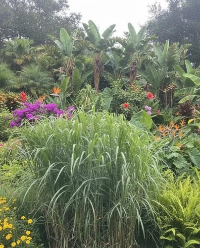 Giant miscanthus giganteus - giant,