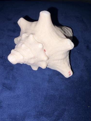 Conch shell large - conch,