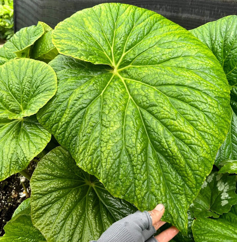 Begonia silletensis var