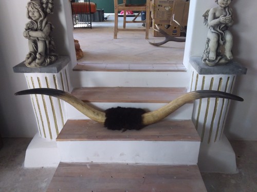 Bull cow longhorn leather horn - cow,
