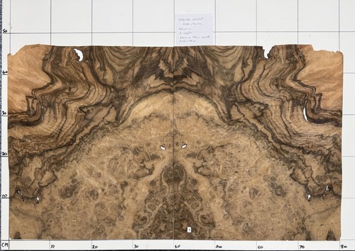 English walnut burr real - english,