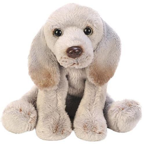 Sitting weimaraner brand new - sitting,