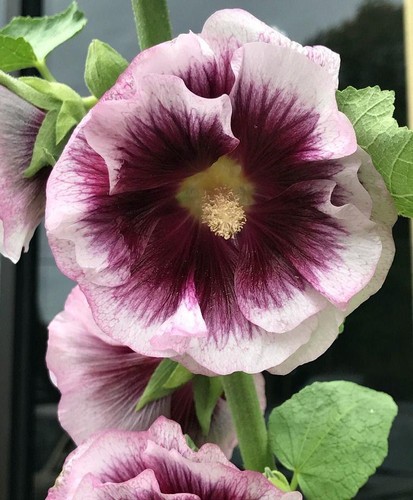 Hollyhock creme cassis - hollyhock, de