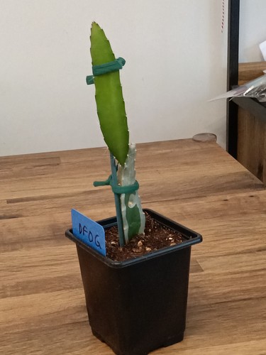 20cm dragon fruit plant - 20cm,