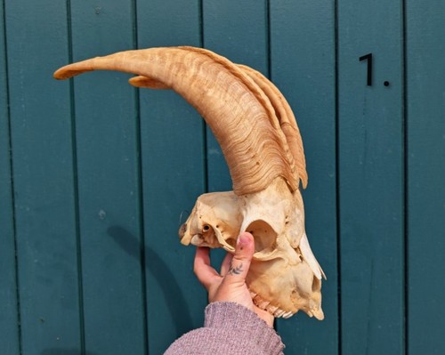 Goat skull skulls bones - goat, skull,