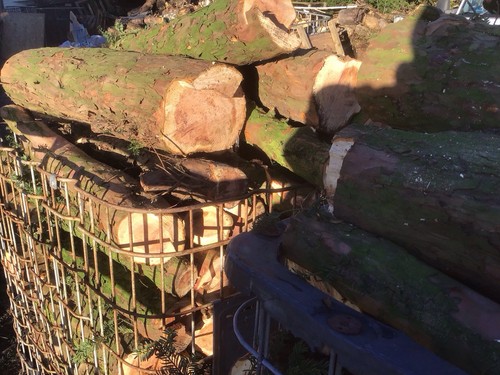 Yew logs for craft use - yew,
