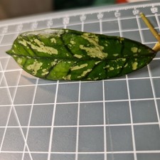 Hoya Gunung Gading Ghost Rare Fresh 1x Leaf top cut  Cutting Tropical Houseplant