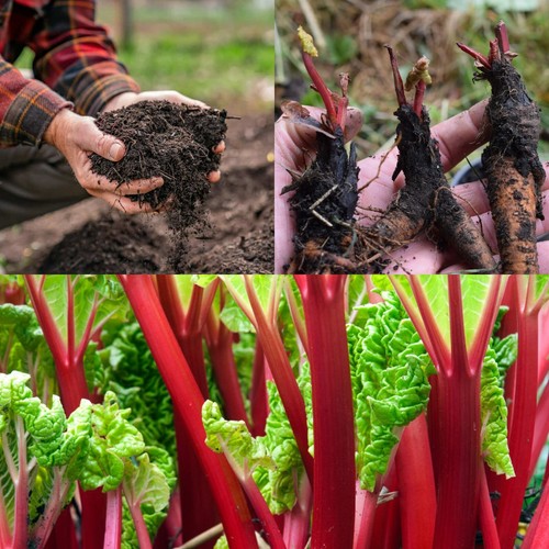 Rhubarb crowns mixed - crowns, +