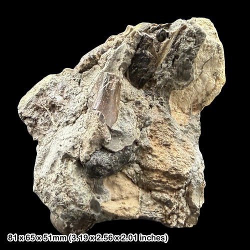 Reptile bone block fossil - reptile,