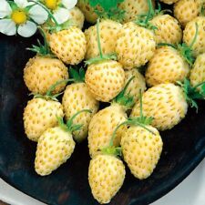 100 x  White Alpine Wild