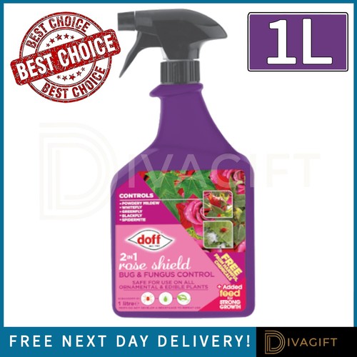 Doff rose shield bug - doff, &