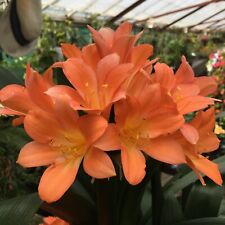 Clivia miniata orange 13cm pot - Natal Lilly