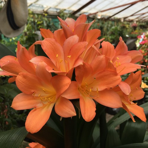 Clivia miniata orange - , 13cm