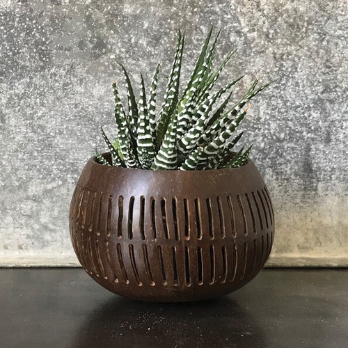 East india dark coconut - dark,