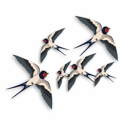 Flying swallows bird - flying,