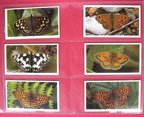 British butterflies john - butterflies,