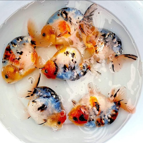 Live fancy goldfish - live,