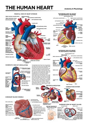 Human heart anatomy - heart,