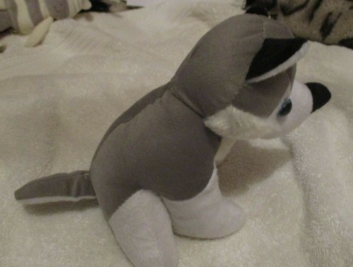 Cute grey and white - , cub