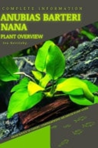 Anubias barteri nana from - barteri,
