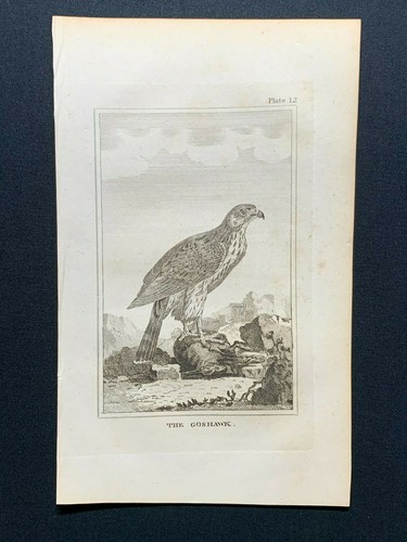 1812 antique bird print - 1812,