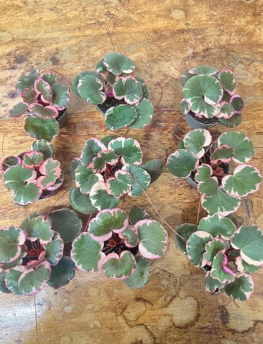 Strawberry begonia saxifraga - begonia,