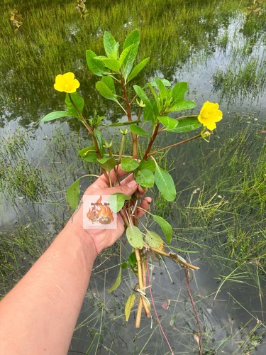 Creeping primrose fast - creeping,