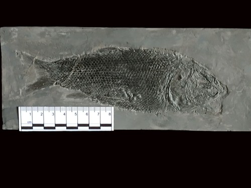 Fine complete fossil - fine,