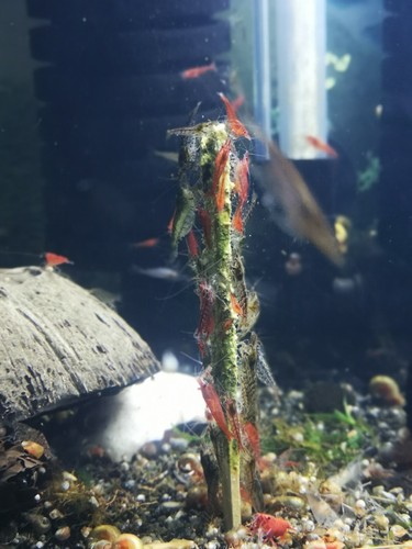 Shrimp sticks - shrimp, food
