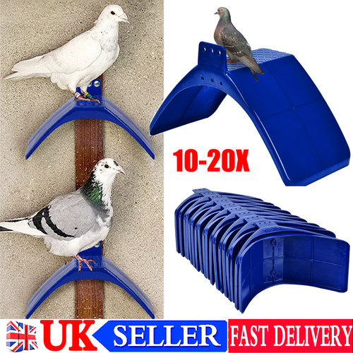 Pieces pigeon racing - pieces,