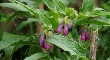 5 X Comfrey Bocking 14 root